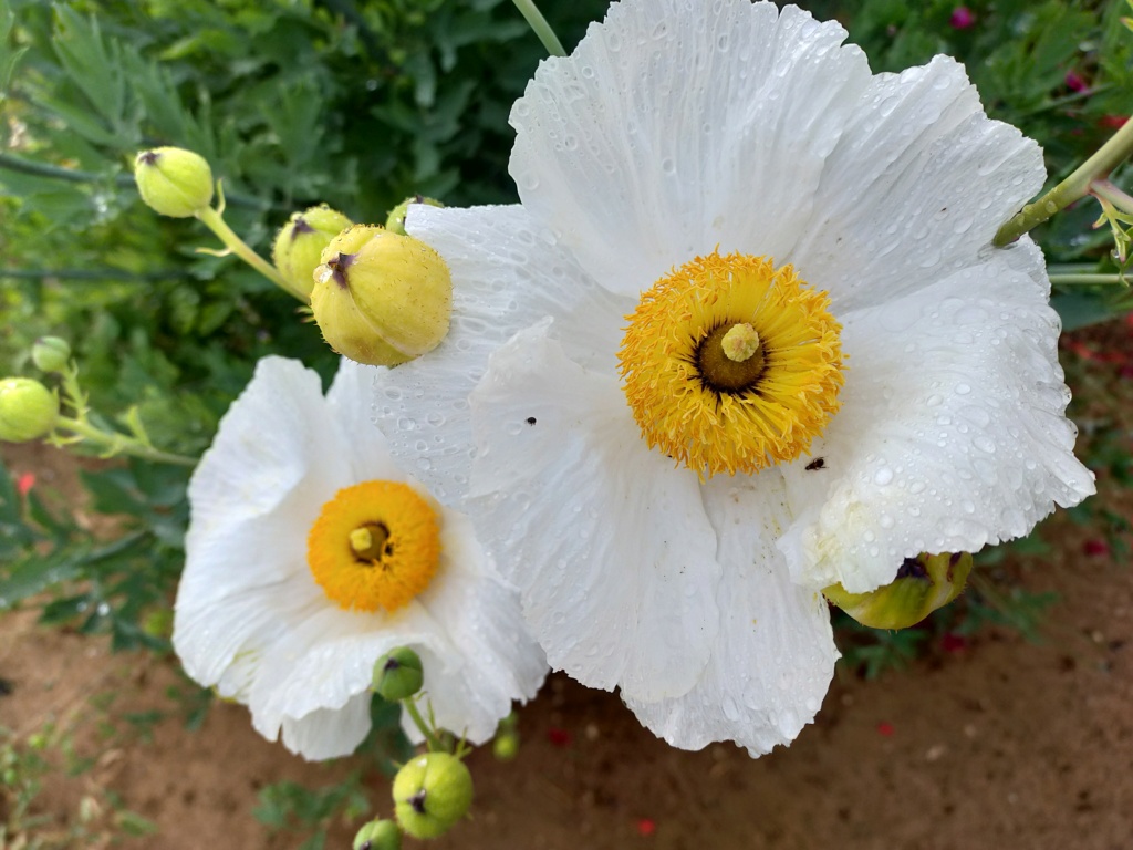Romneya coulteri - Page 5 Img24121