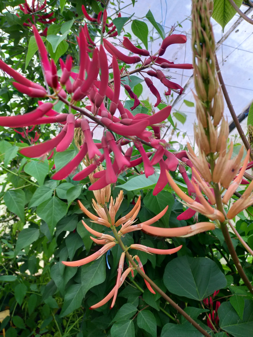 Erythrina montana  (syn Erythrina longipes) - Page 3 Img24217