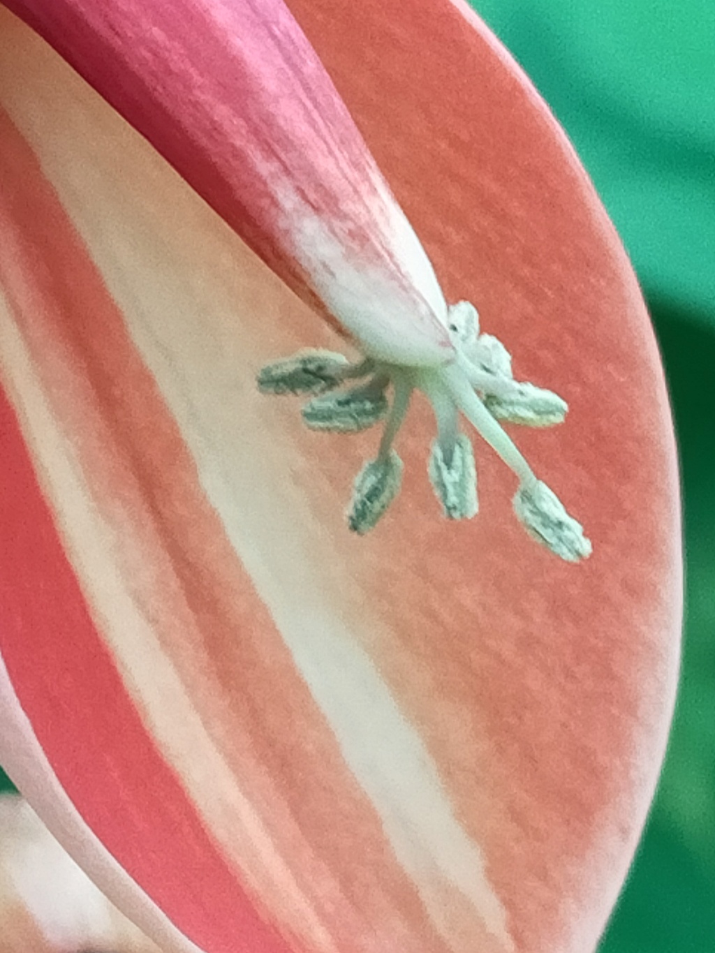 Erythrina Crista-Galli Bicolore " Marie-Jo.".. Img24220