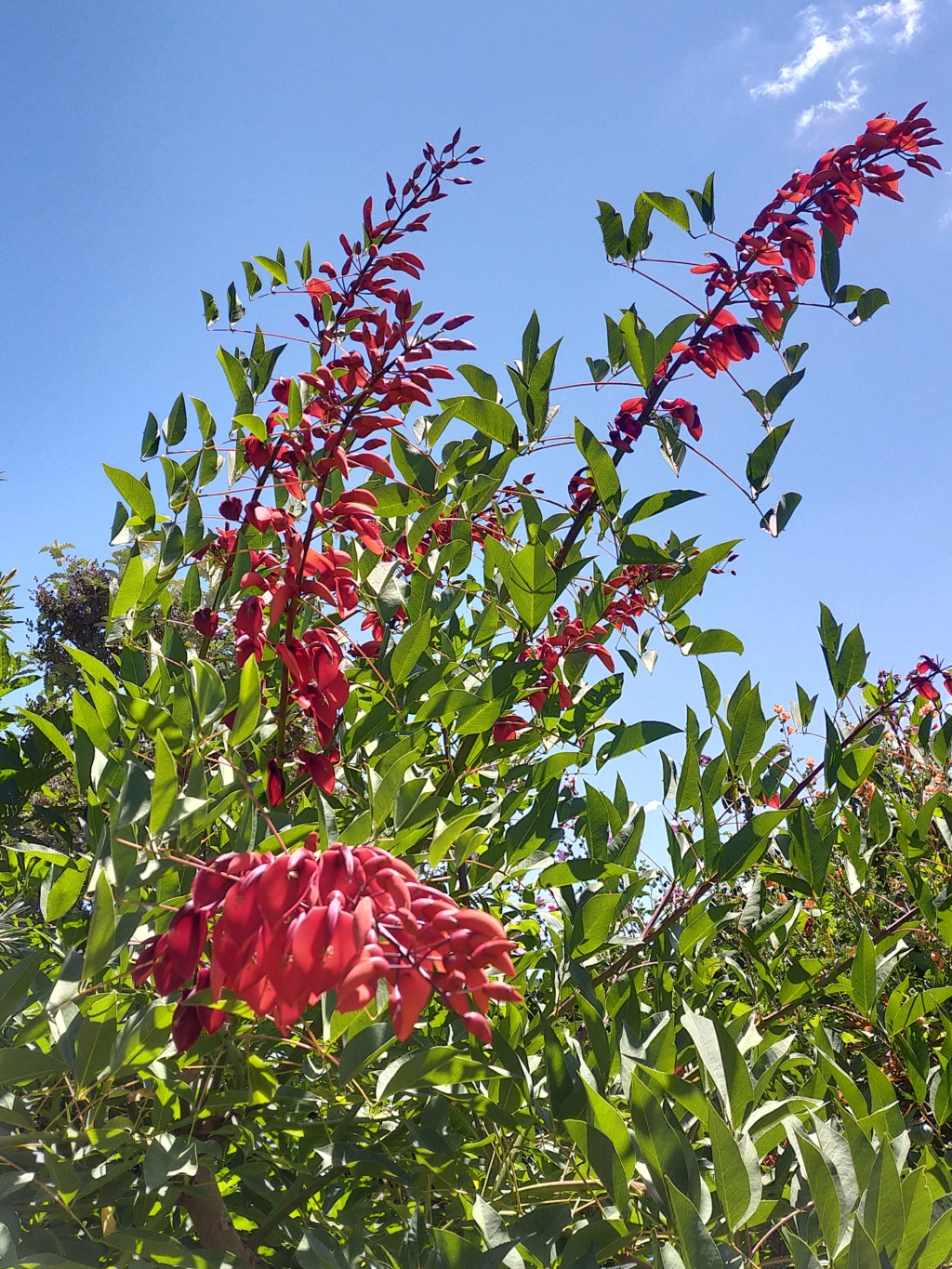 Erythrina crista-galli - Page 16 Img24300