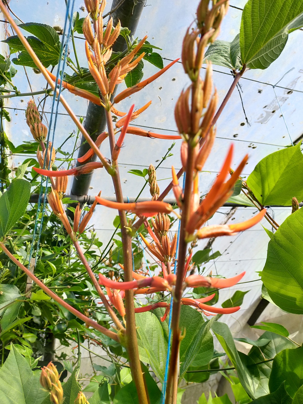 Erythrina montana (syn Erythrina longipes) - Page 4 Img24413