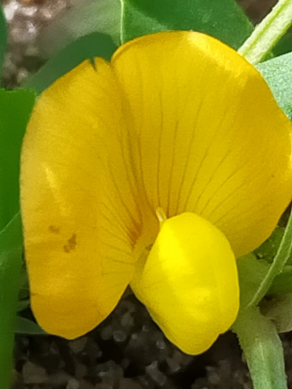 Arachis hypogaea - Cacahouète ou Cacahuète Img24463