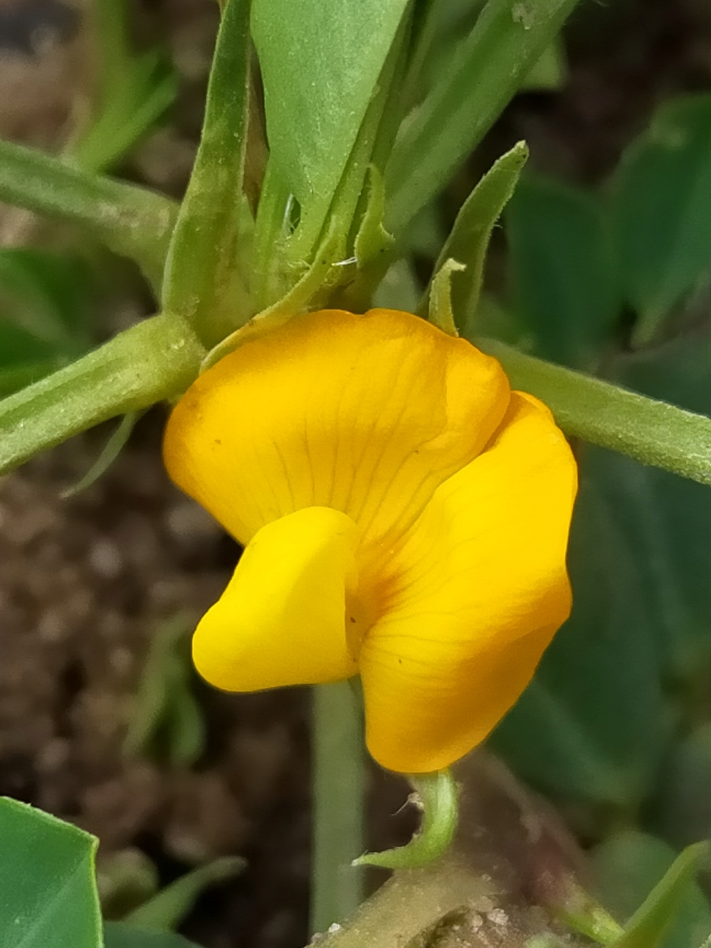 Arachis hypogaea - Cacahouète ou Cacahuète Img24464