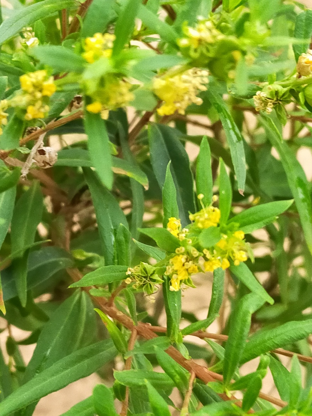 Heimia salicifolia - (identification) Img24492