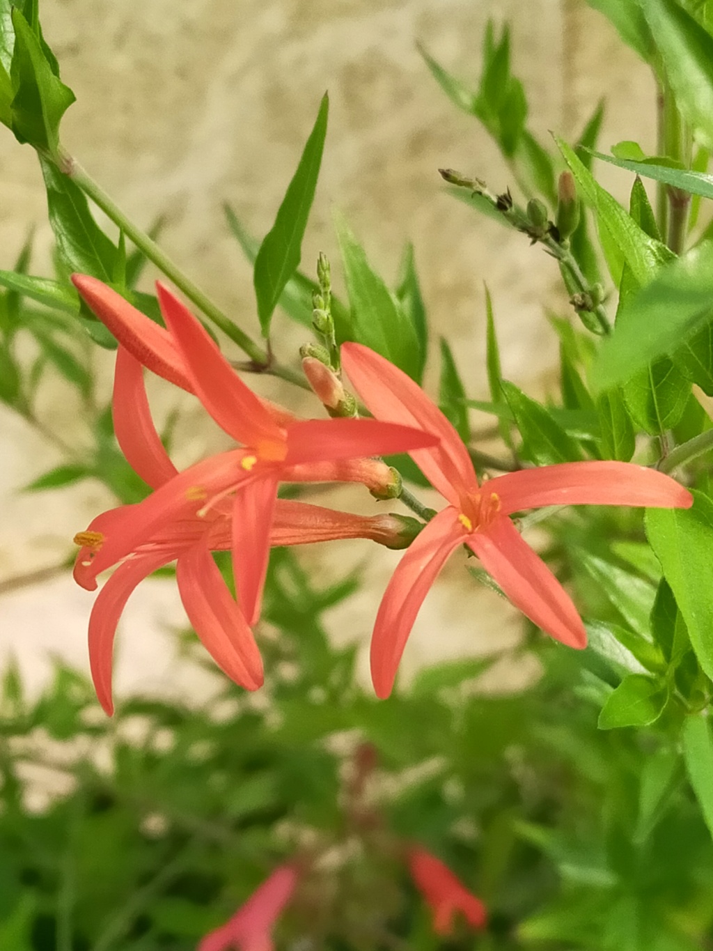 Michou, une plante qui fleurie orange à définir - Anisacanthus Quadrifidus wrightii [Identification Img24505