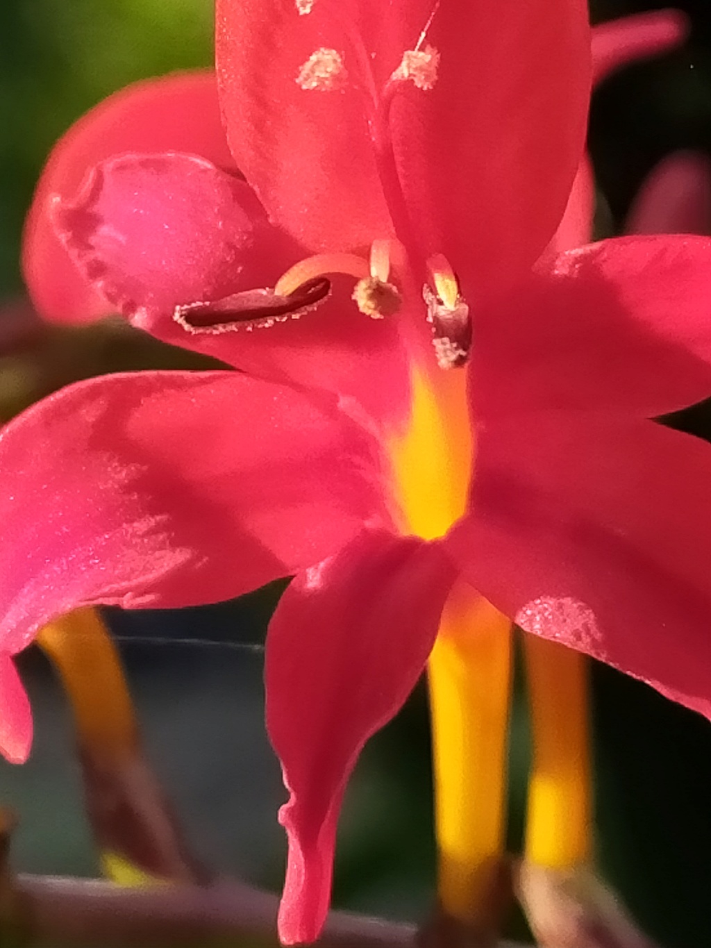 Crocosmia (= Montbretia) - le genre Img24530