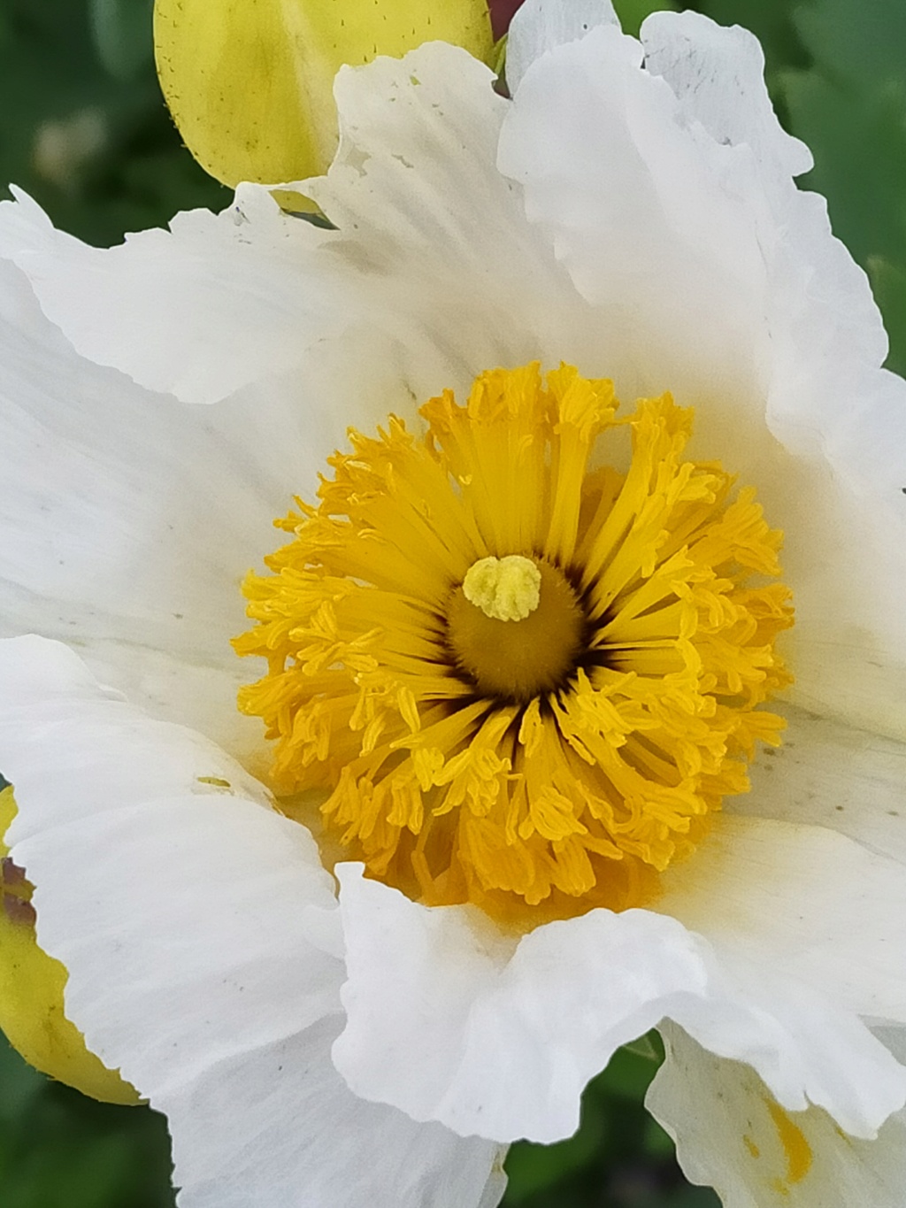 Romneya coulteri - Page 5 Img24536