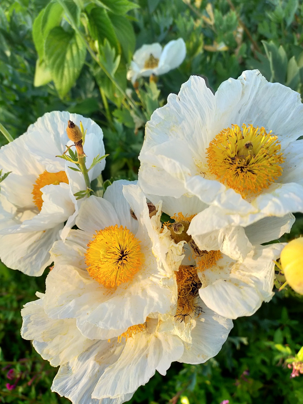 Romneya coulteri - Page 5 Img24537