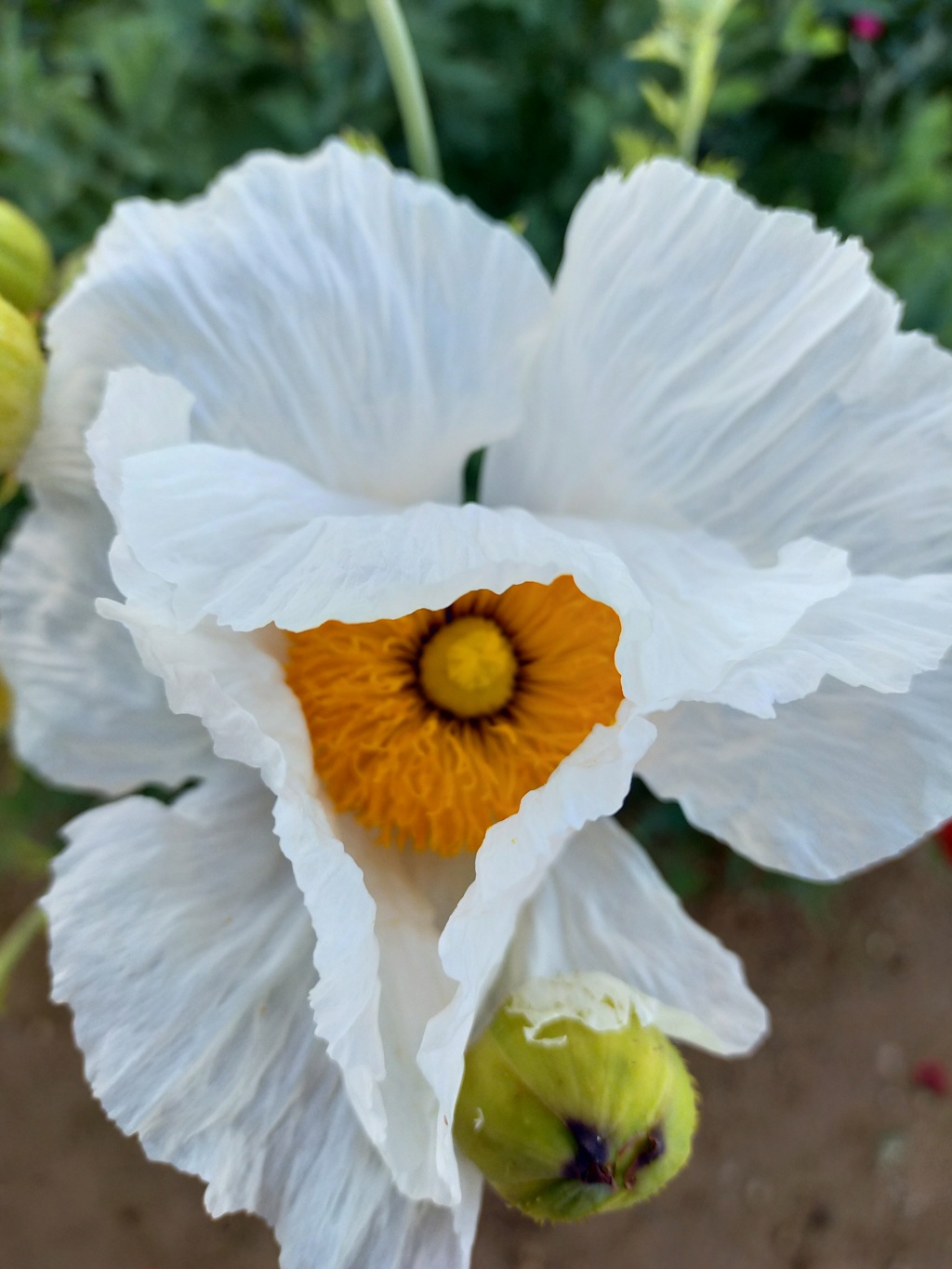 Romneya coulteri - Page 5 Img24538