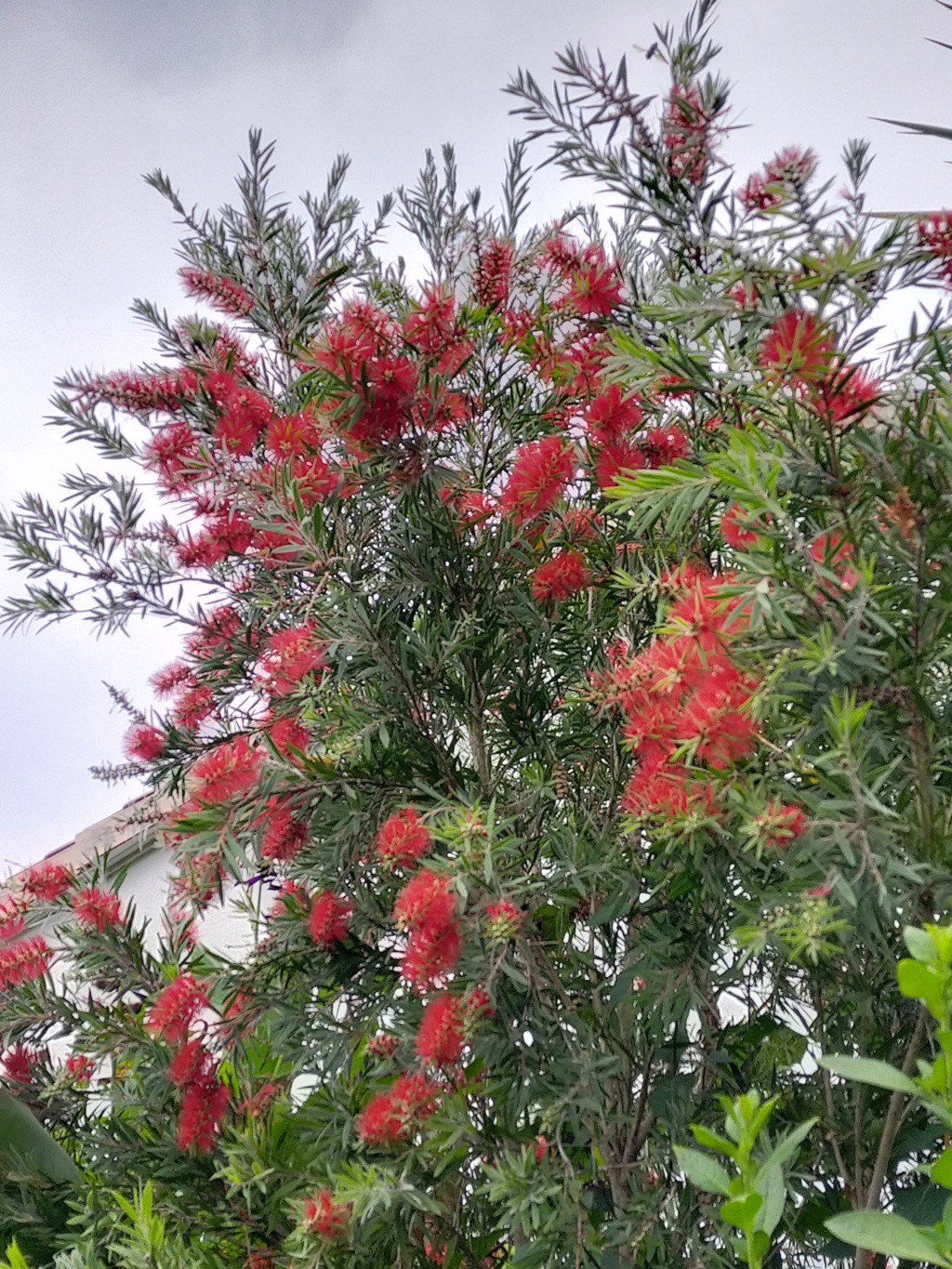 Callistemon viminalis  'Hot Pink' Img24651