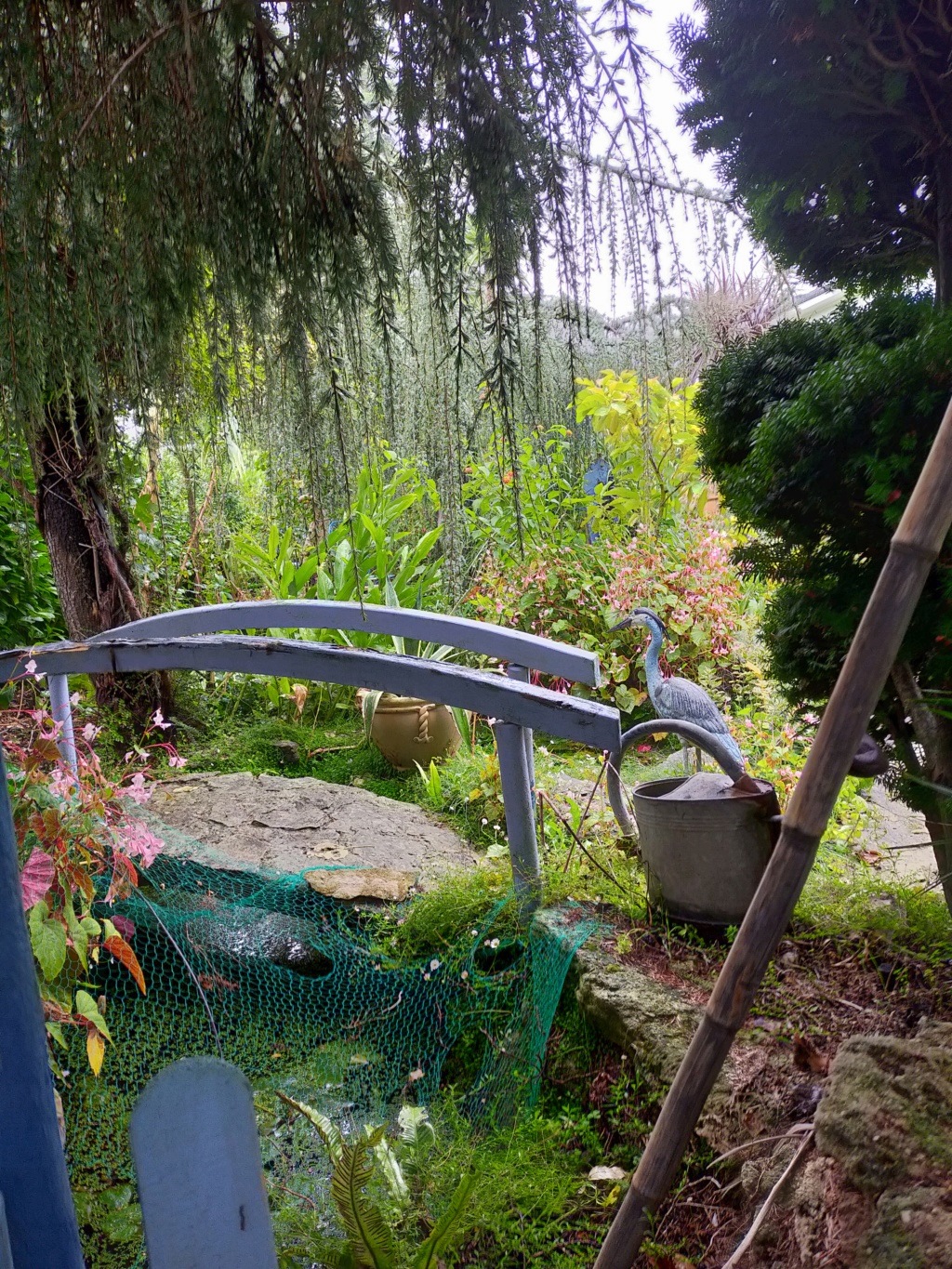 Michou - un jardin de curiosités et de botanique de Marie-Jo et de Michel " 44 " - Page 29 Img24856