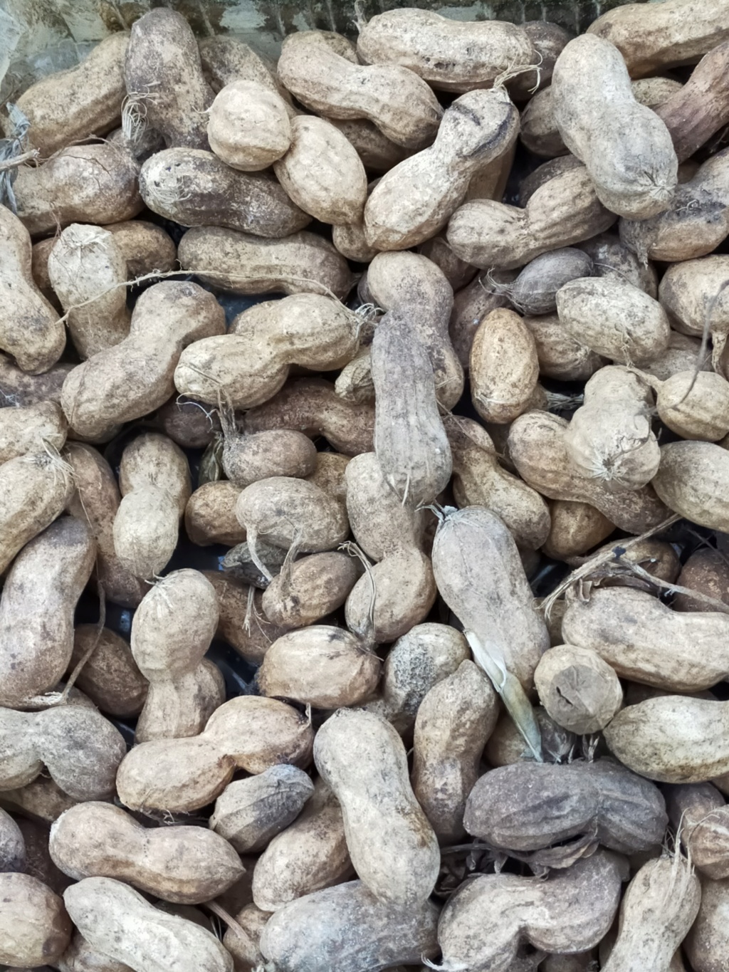 Arachis hypogaea - Cacahouète ou Cacahuète Img24975