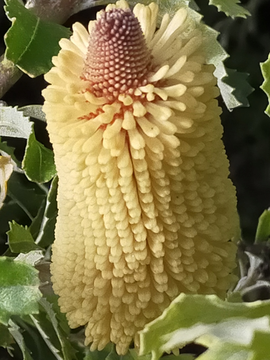 Banksia praemorsa 'Yellow' - Banksia à feuilles coupées Img24976