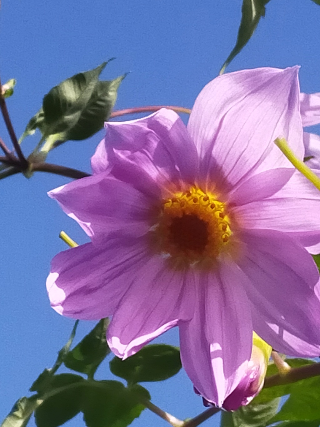 Dahlia imperialis - Page 12 Img25069