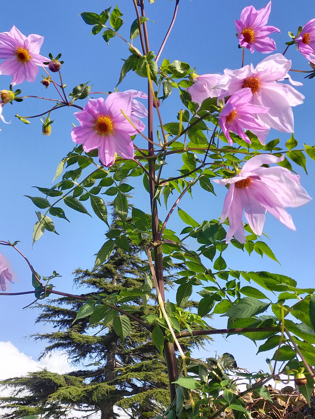 Dahlia imperialis - Page 12 Img25071