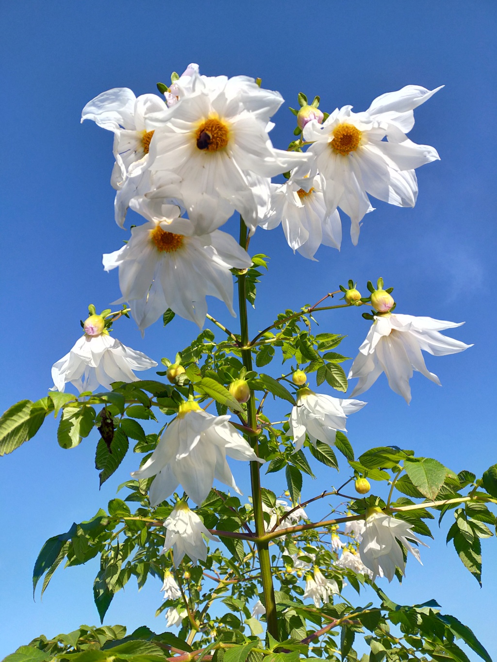 Dahlia imperialis - Page 12 Img25072