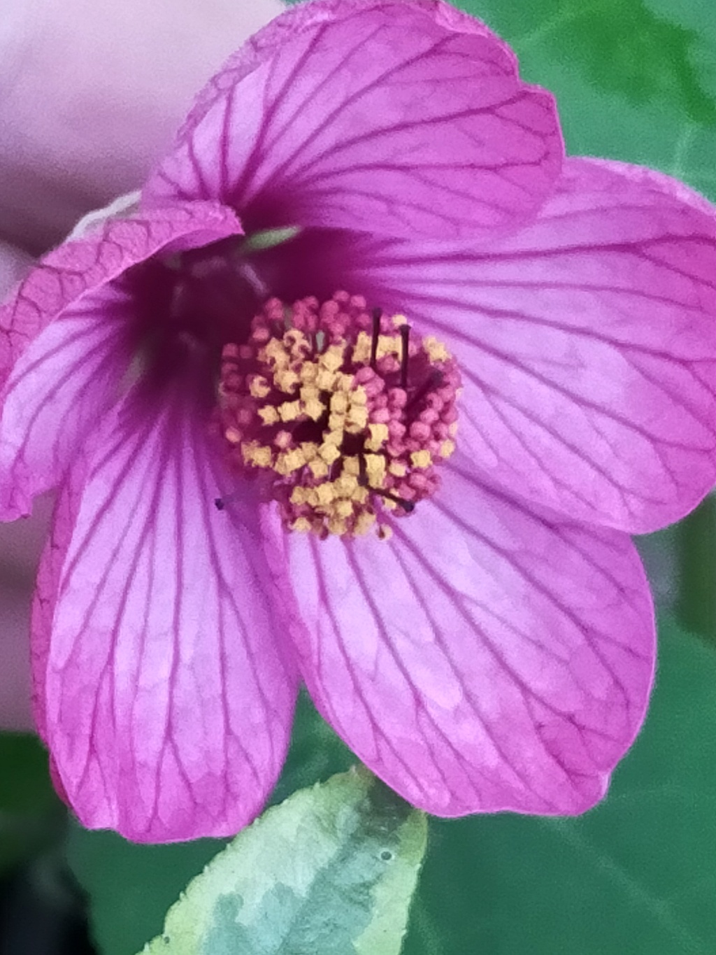 Le mois de décembre en fleurs... Img25100