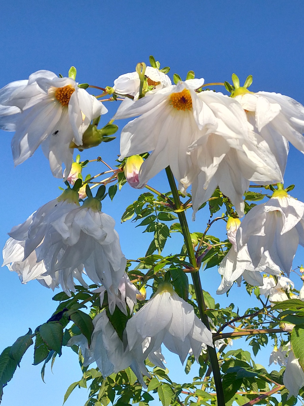 Dahlia imperialis - Page 12 Img25130