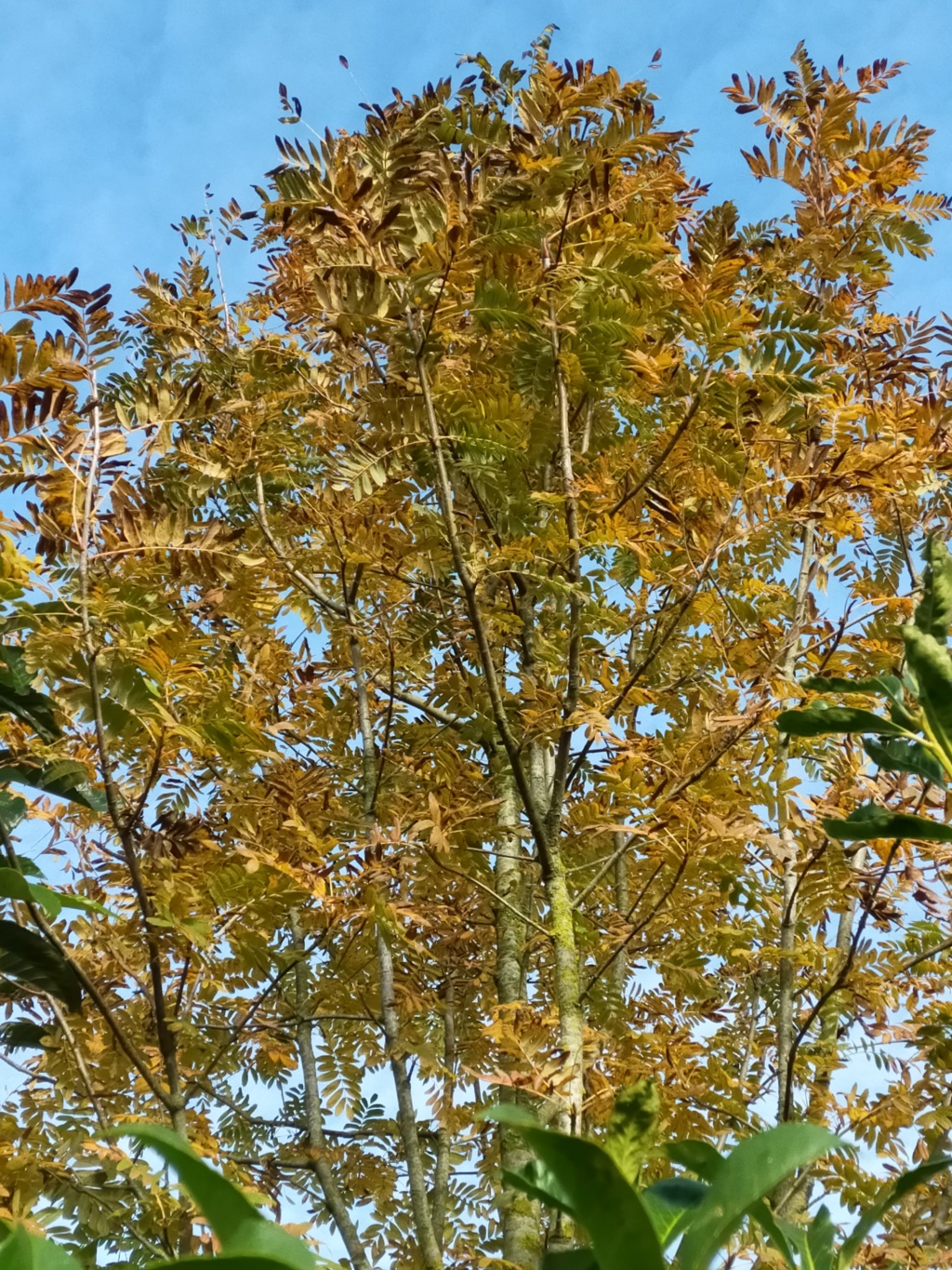 Sorbus domestica - cormier Img25144