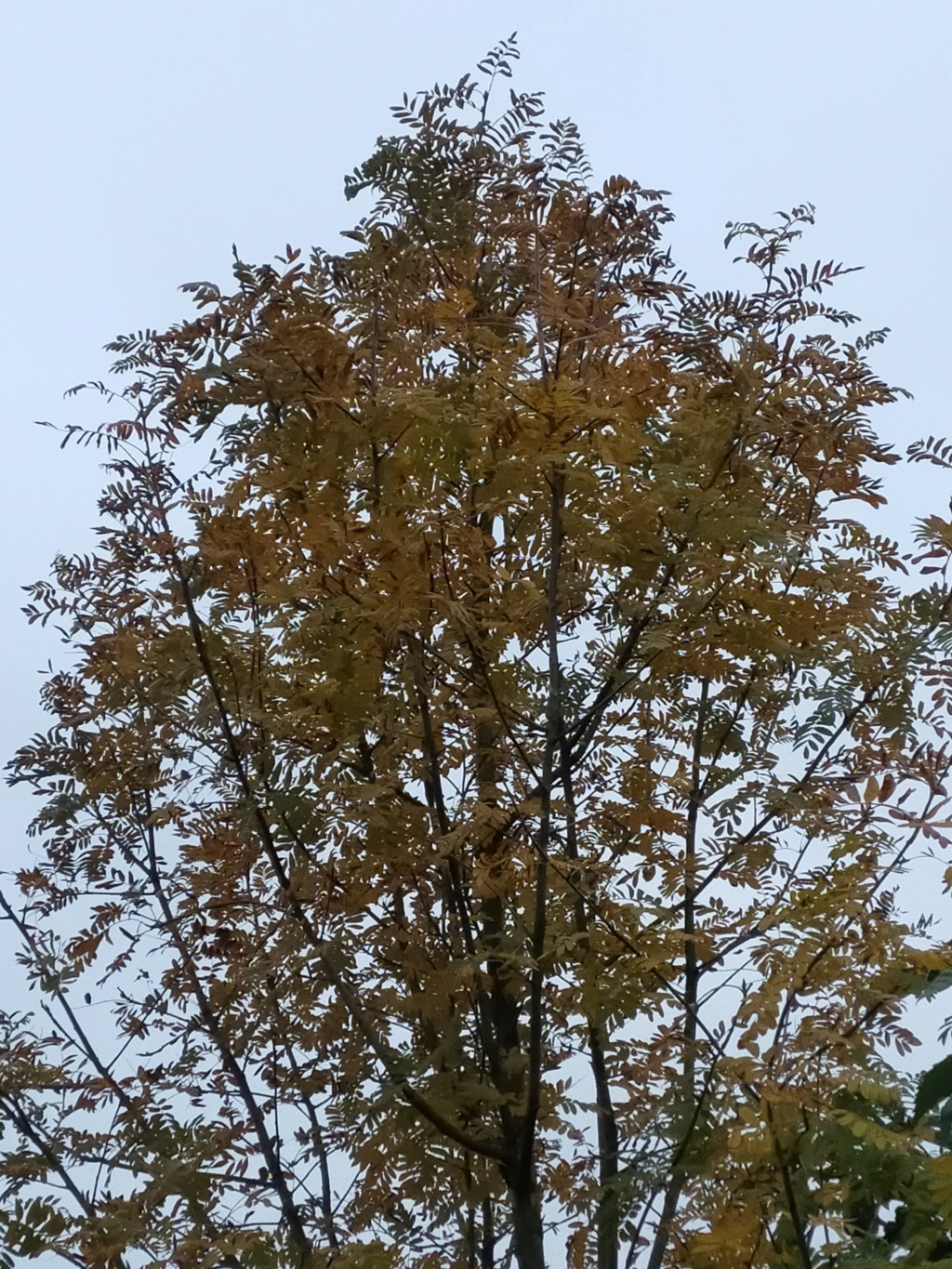 Sorbus domestica - cormier Img25145