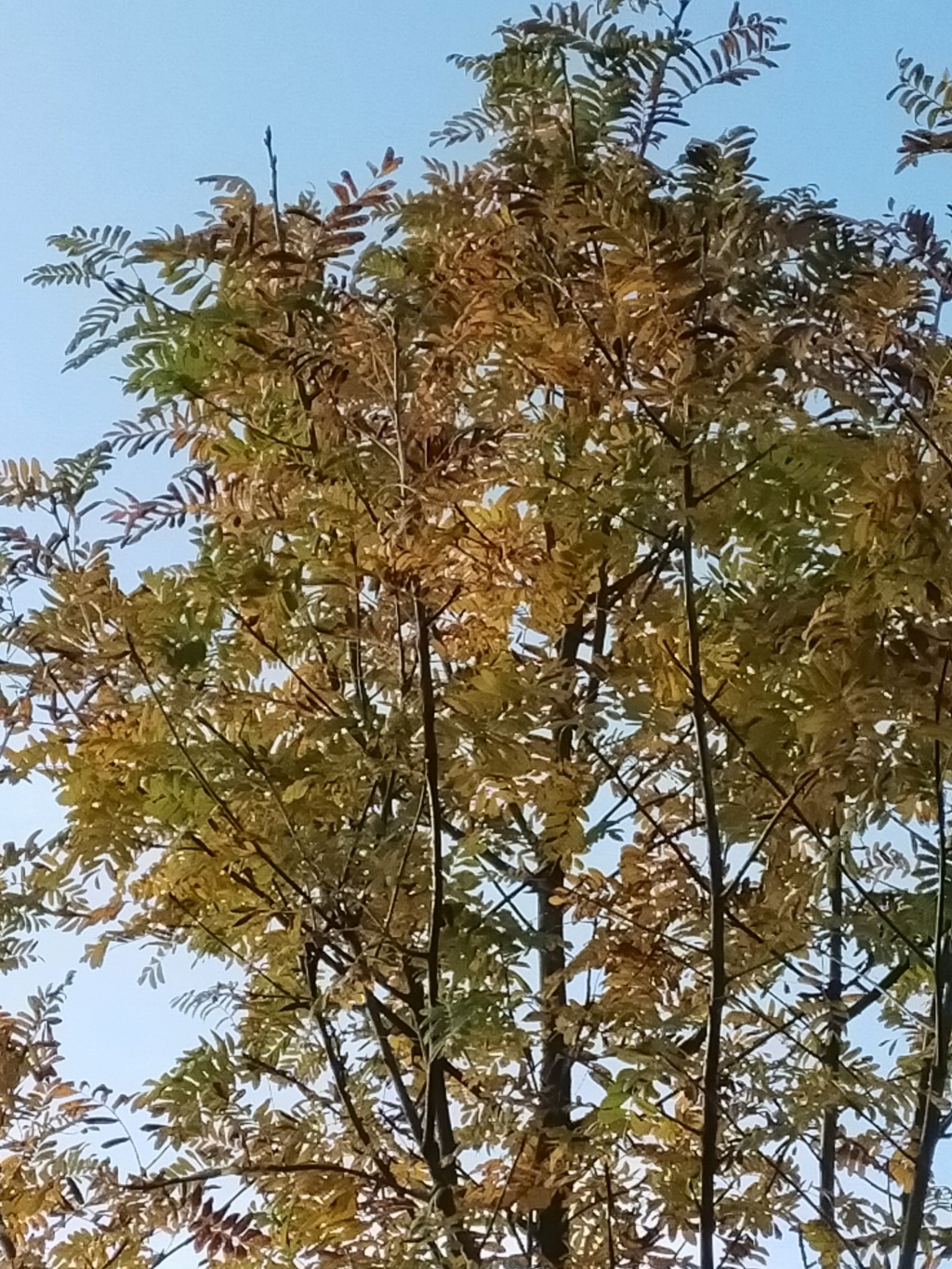 Sorbus domestica - cormier Img25146