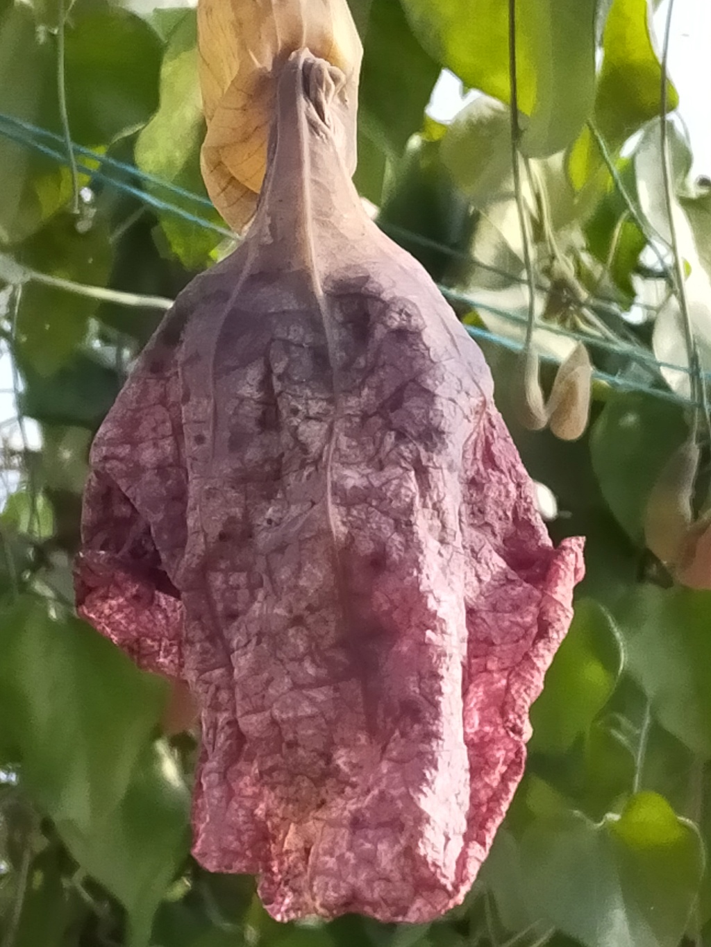 Aristolochia gigantea - Page 4 Img25197