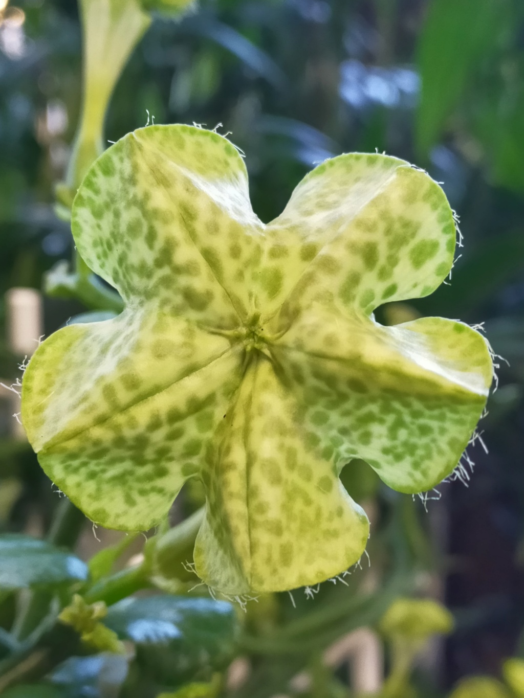 Ceropegia sandersonii - [identification] Img25390