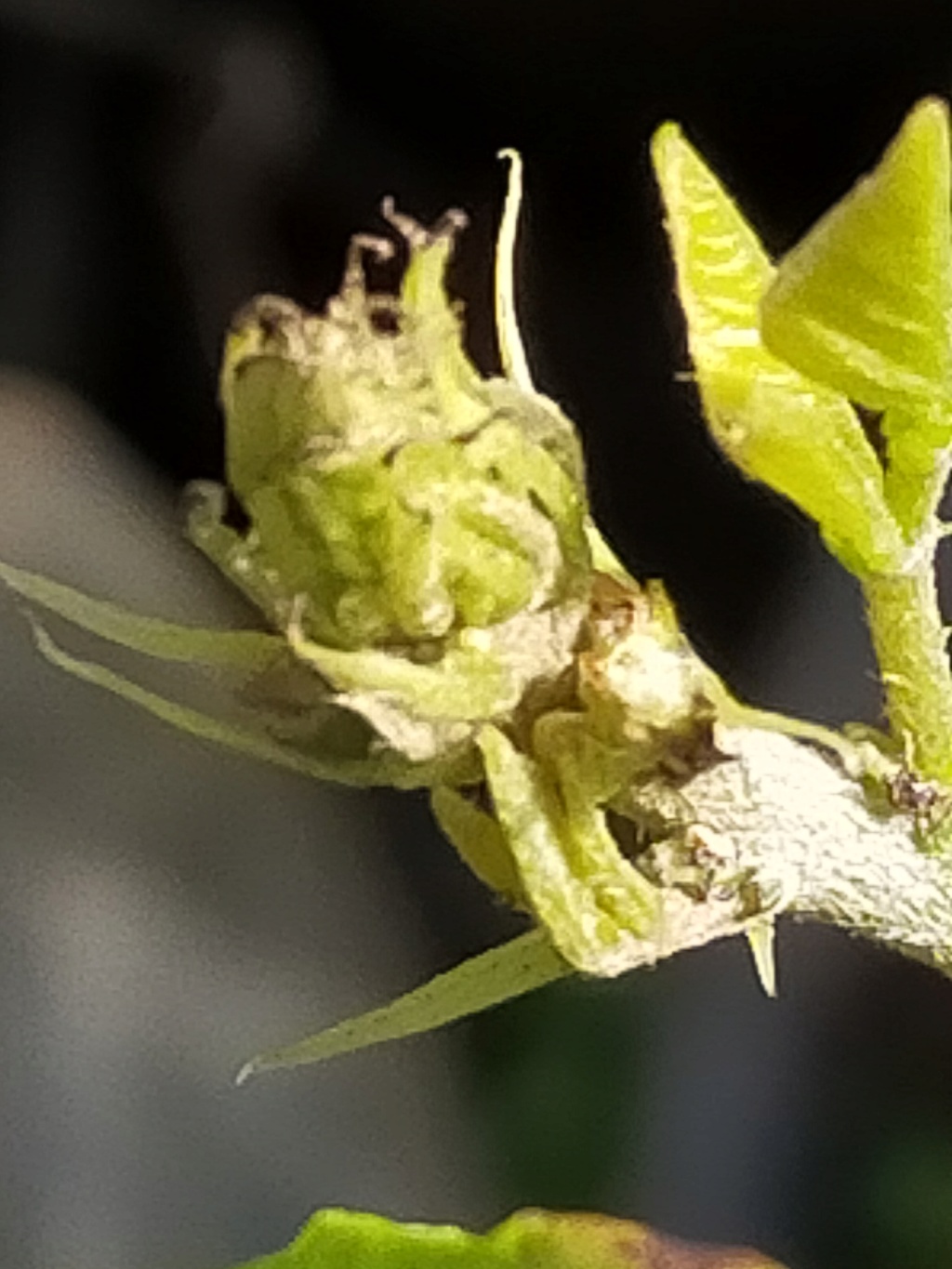 Erythrina crista-galli leucochlora, floraison blanche - Page 2 Img25507