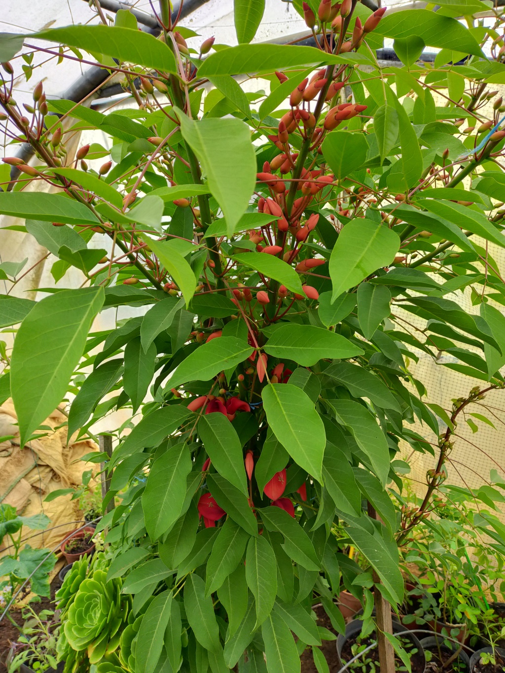 Erythrina crista-galli - Page 17 Img25809