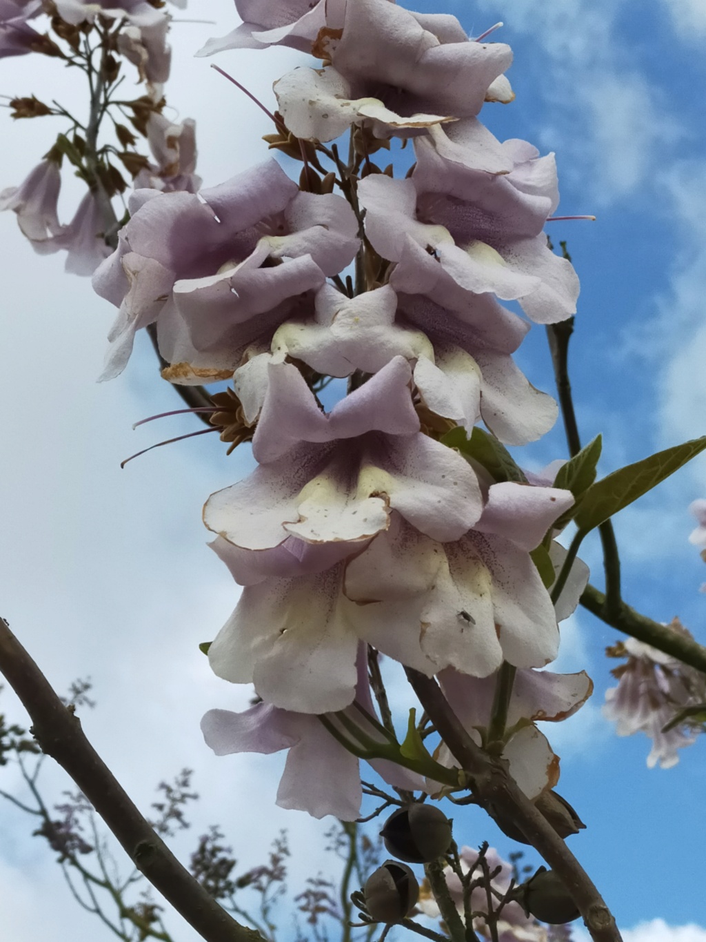 Paulownia tomentosa (= P. imperialis) Img25817