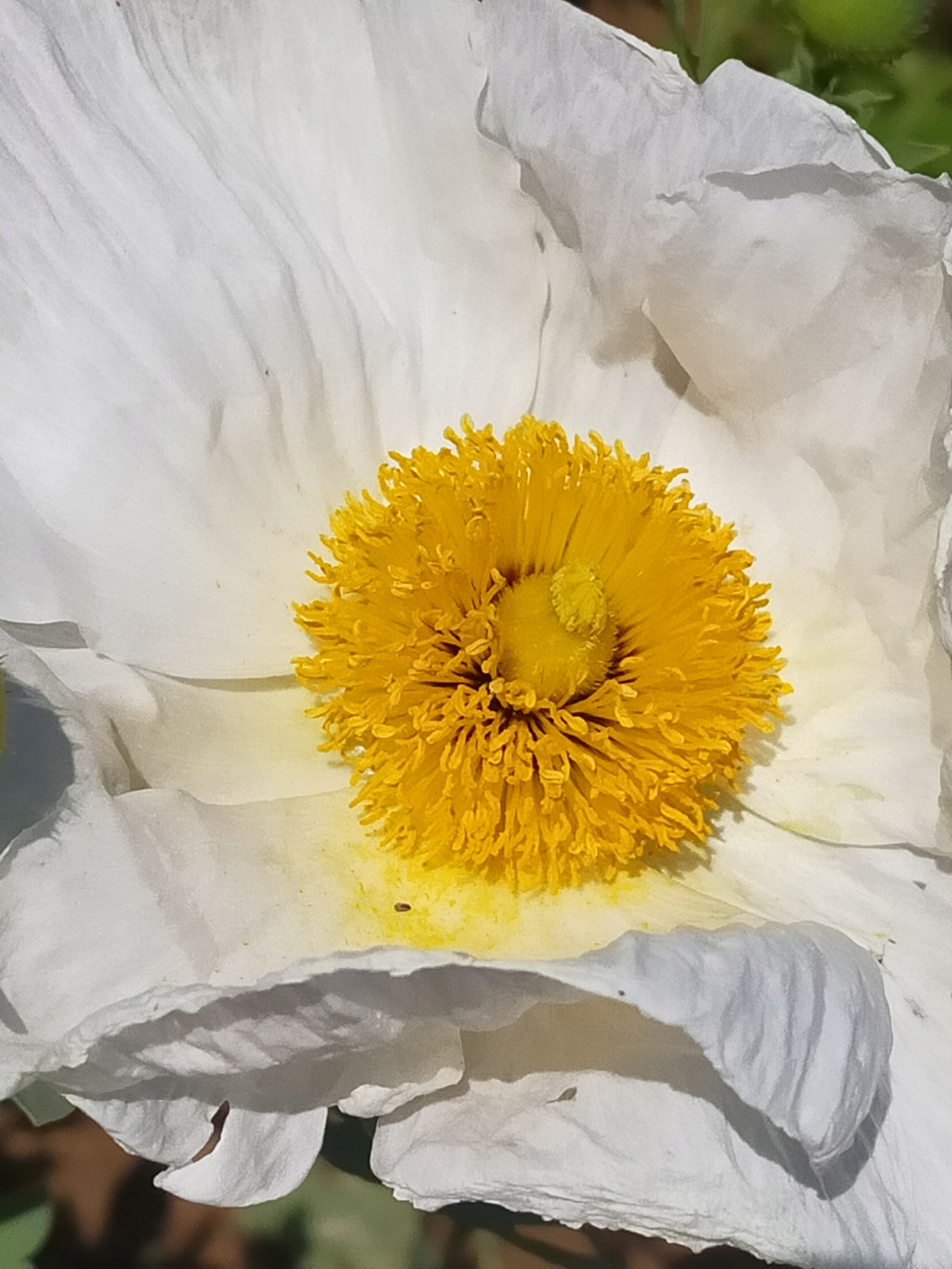 Romneya coulteri - Page 6 Img25969