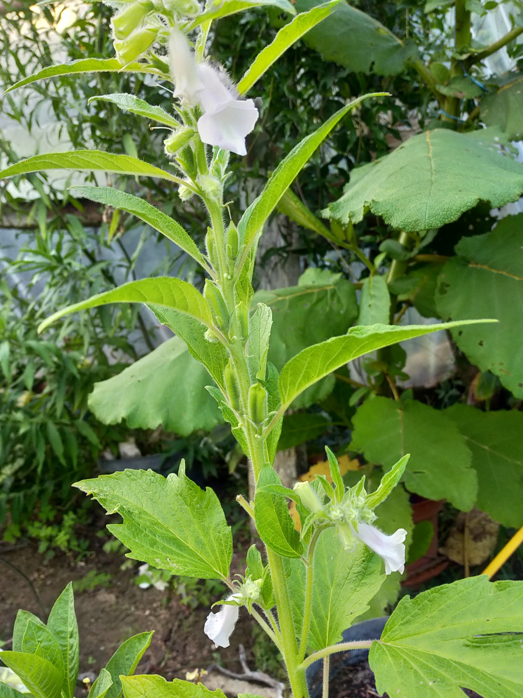 Sesamum indicum - [identification] Img26236