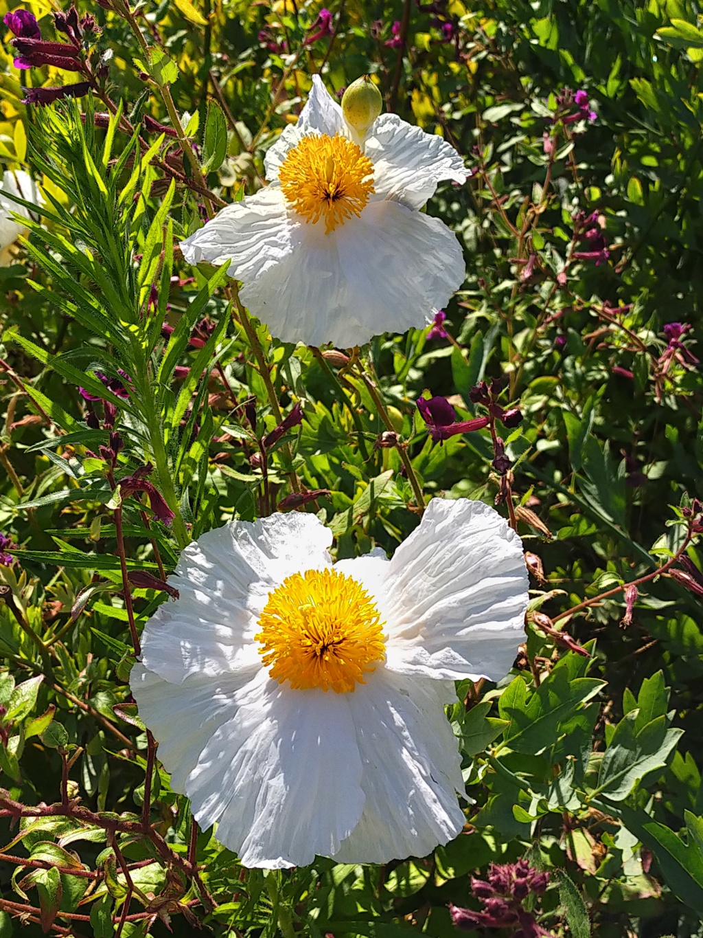 Romneya coulteri - Page 6 Img26239