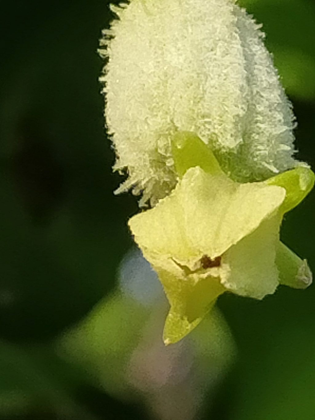 sechium - Sechium edule - chayotte Img26269