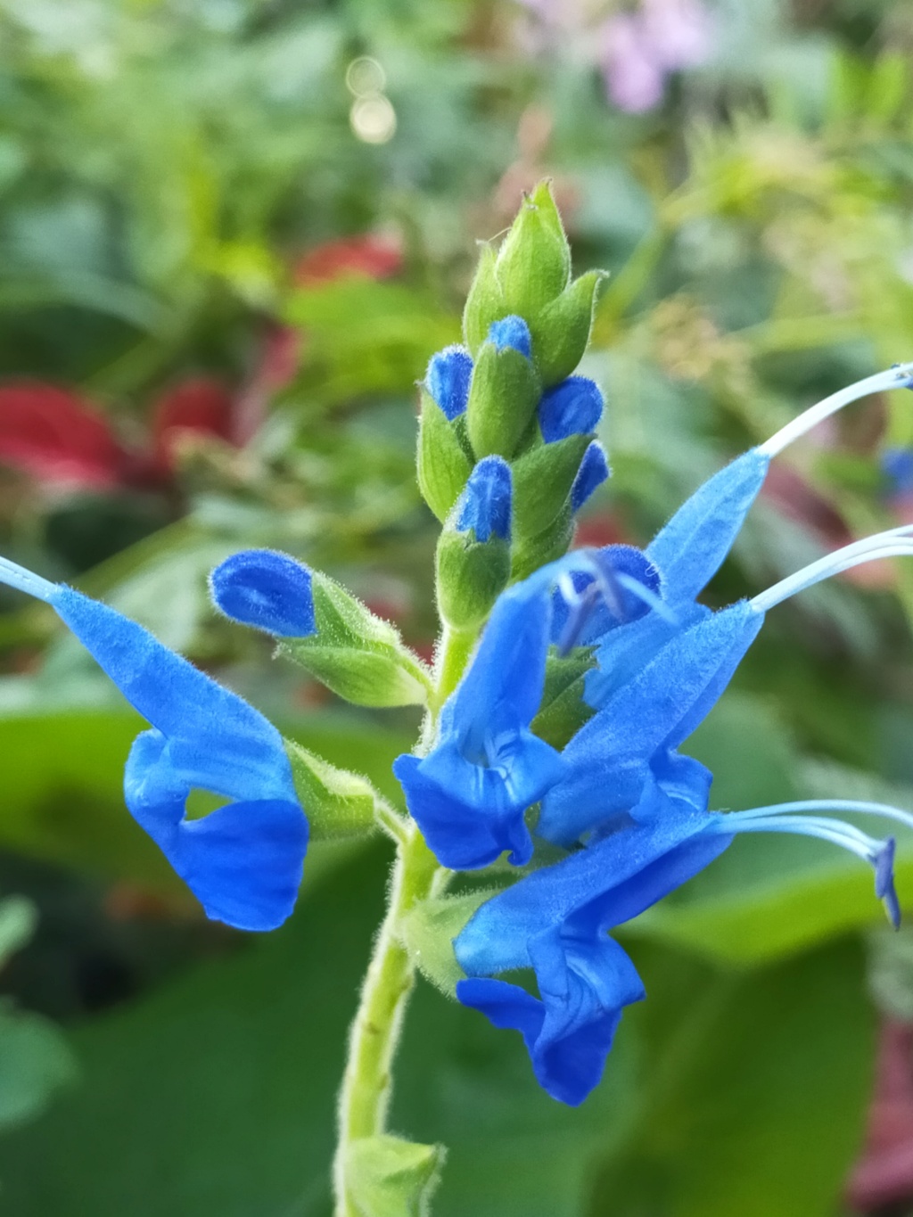 Michou: deux Salvias à fleurs bleues - Salvia congestiflora & macrophylla [Identification] Img26341