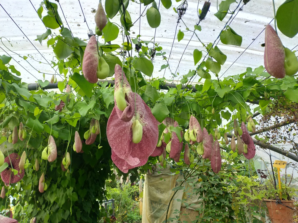 Aristolochia gigantea - Page 4 Img26438