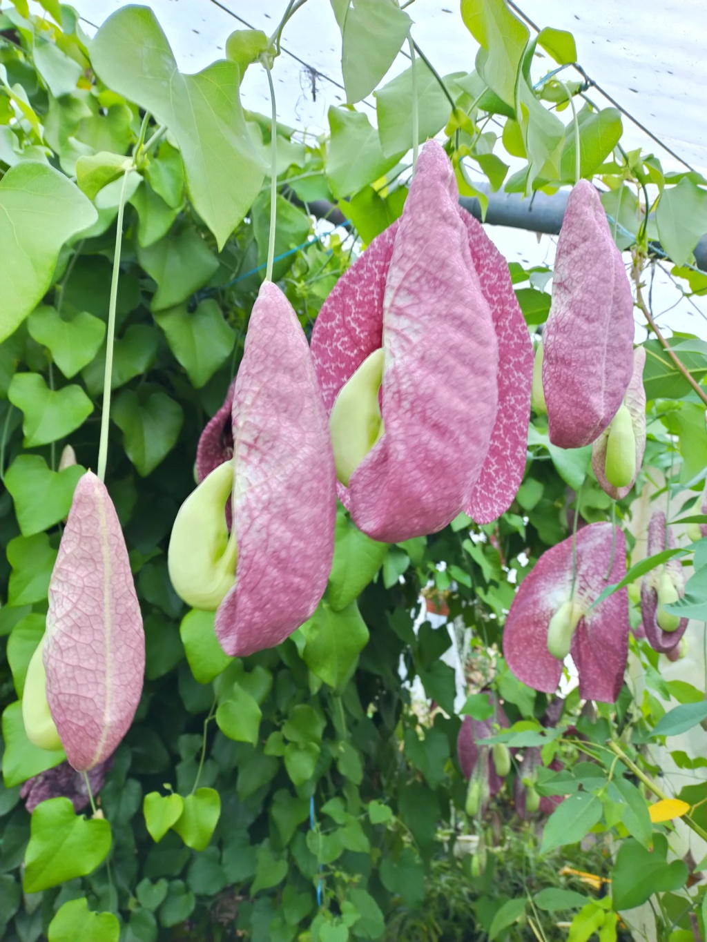 Aristolochia gigantea - Page 4 Img26439