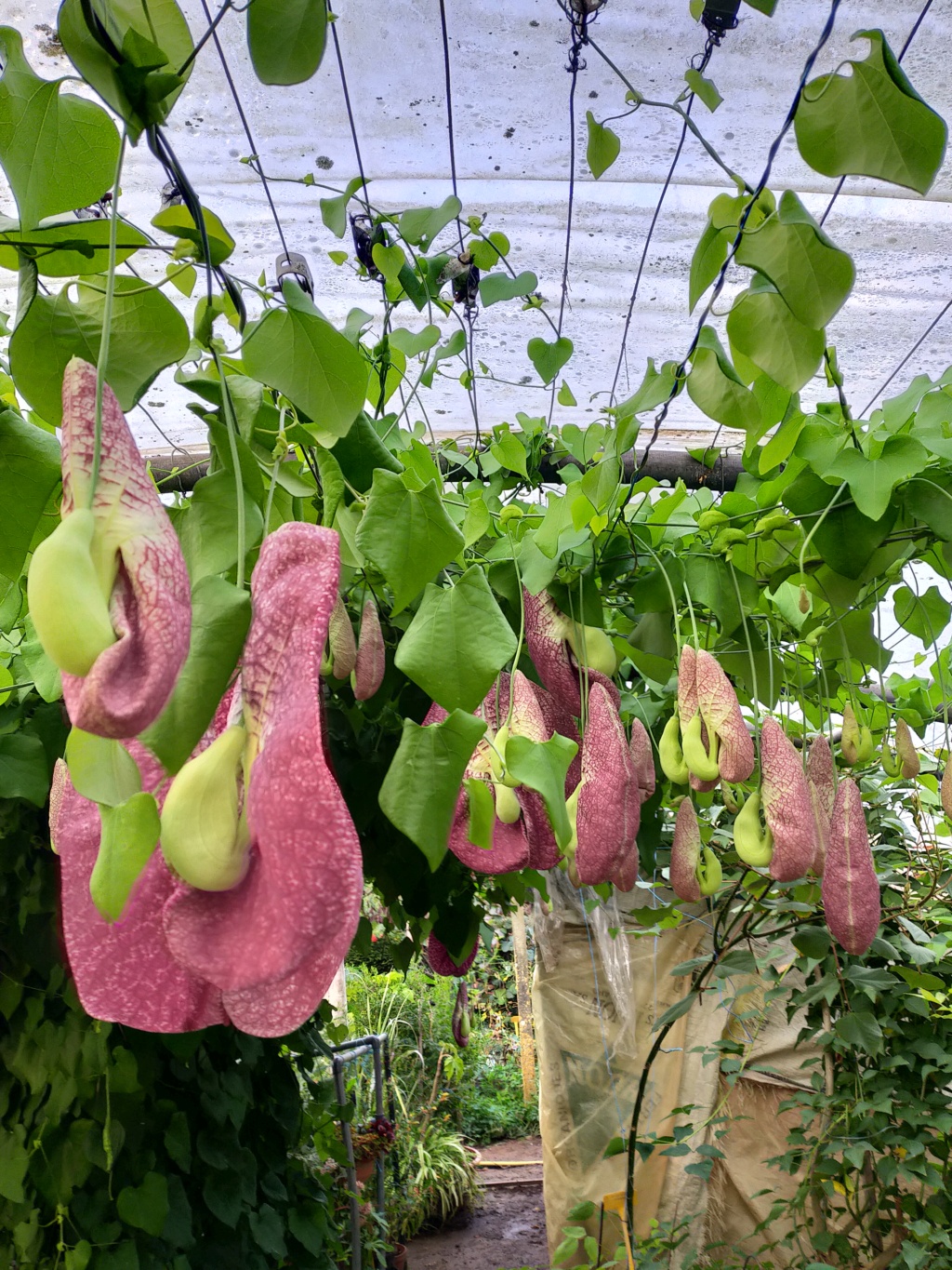 Aristolochia gigantea - Page 4 Img26441