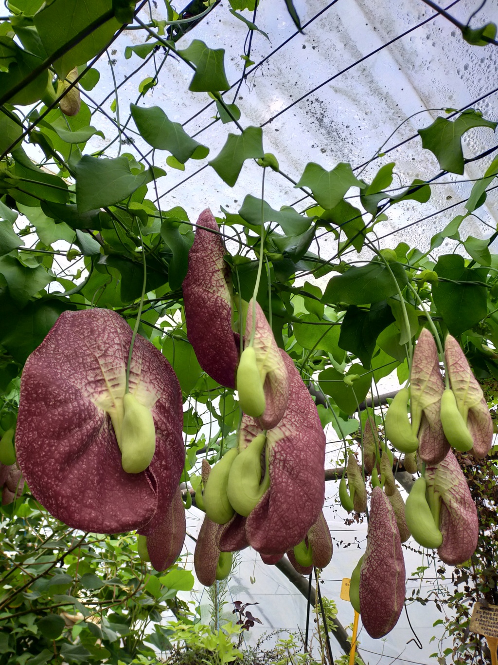 Aristolochia gigantea - Page 4 Img26442