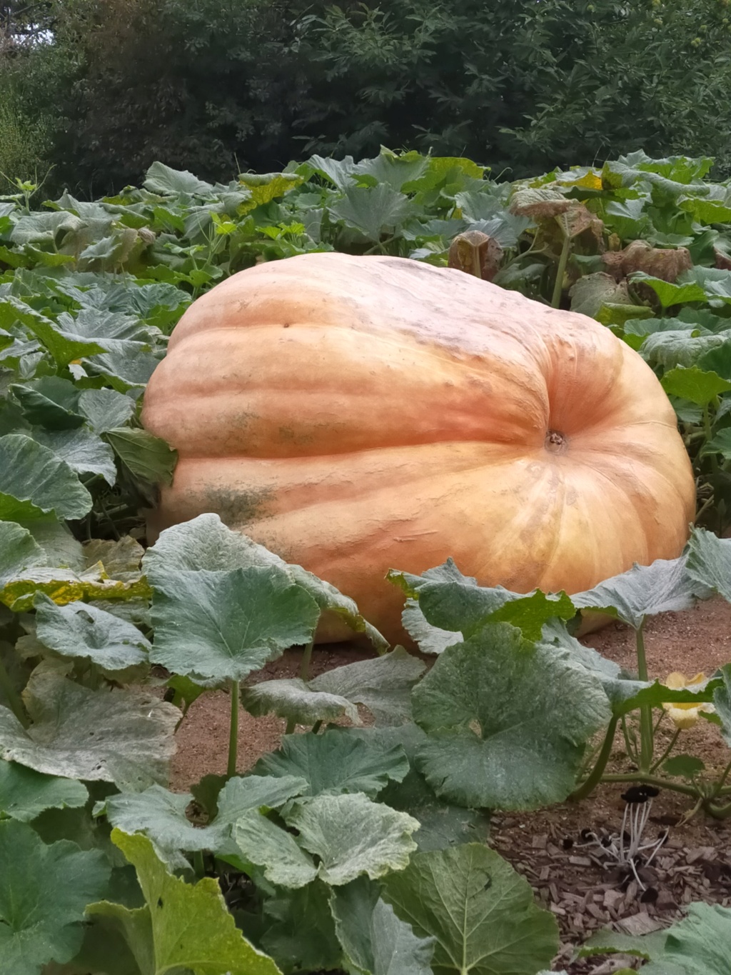 (85) - Le potager extraordinaire à La Roche sur Yon Img26483