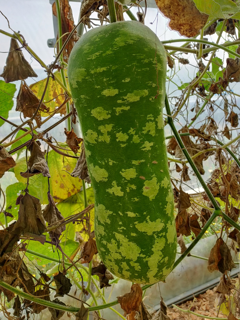 (85) - Le potager extraordinaire à La Roche sur Yon Img26611