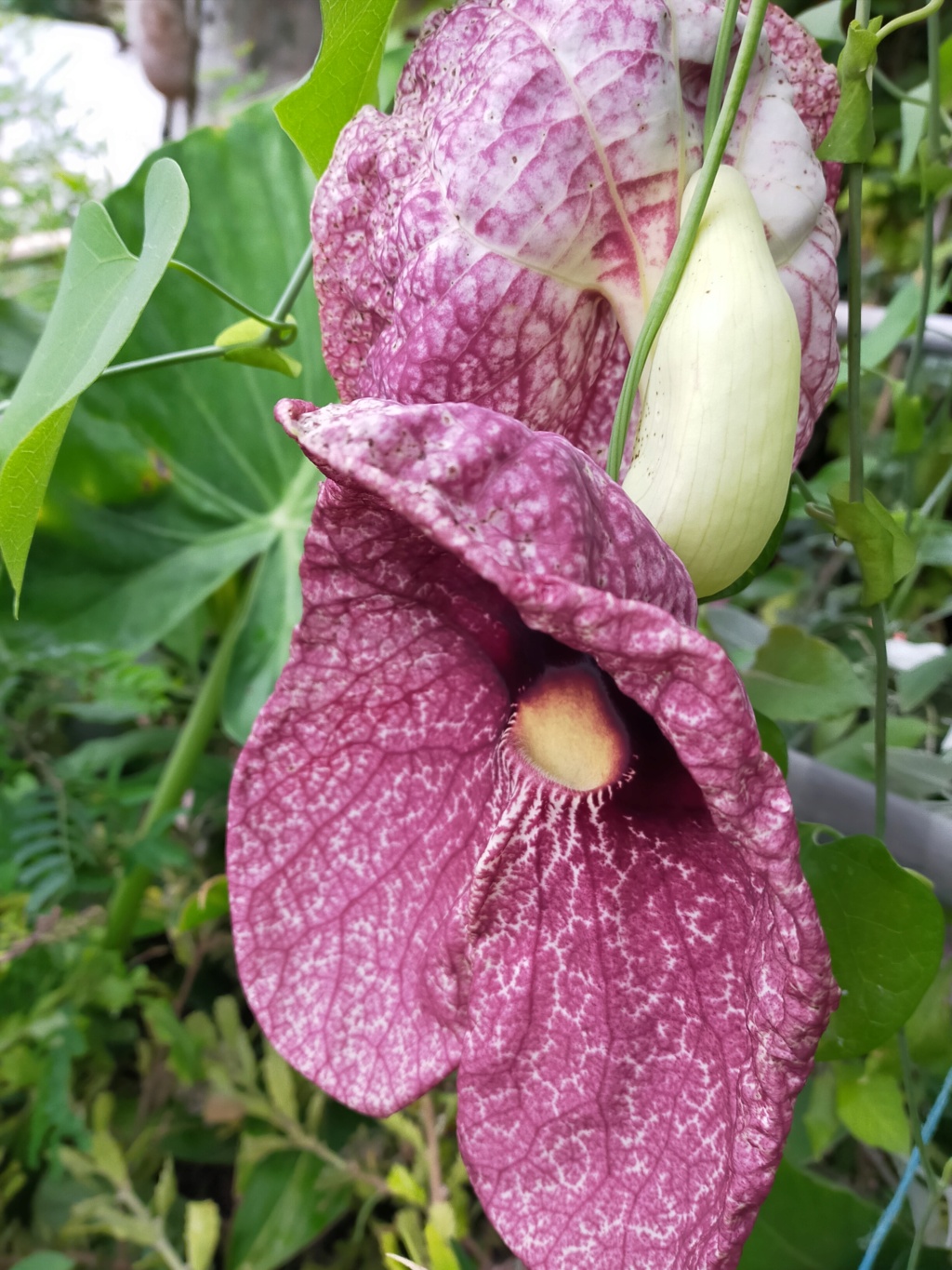 Aristolochia gigantea - Page 4 Img26637