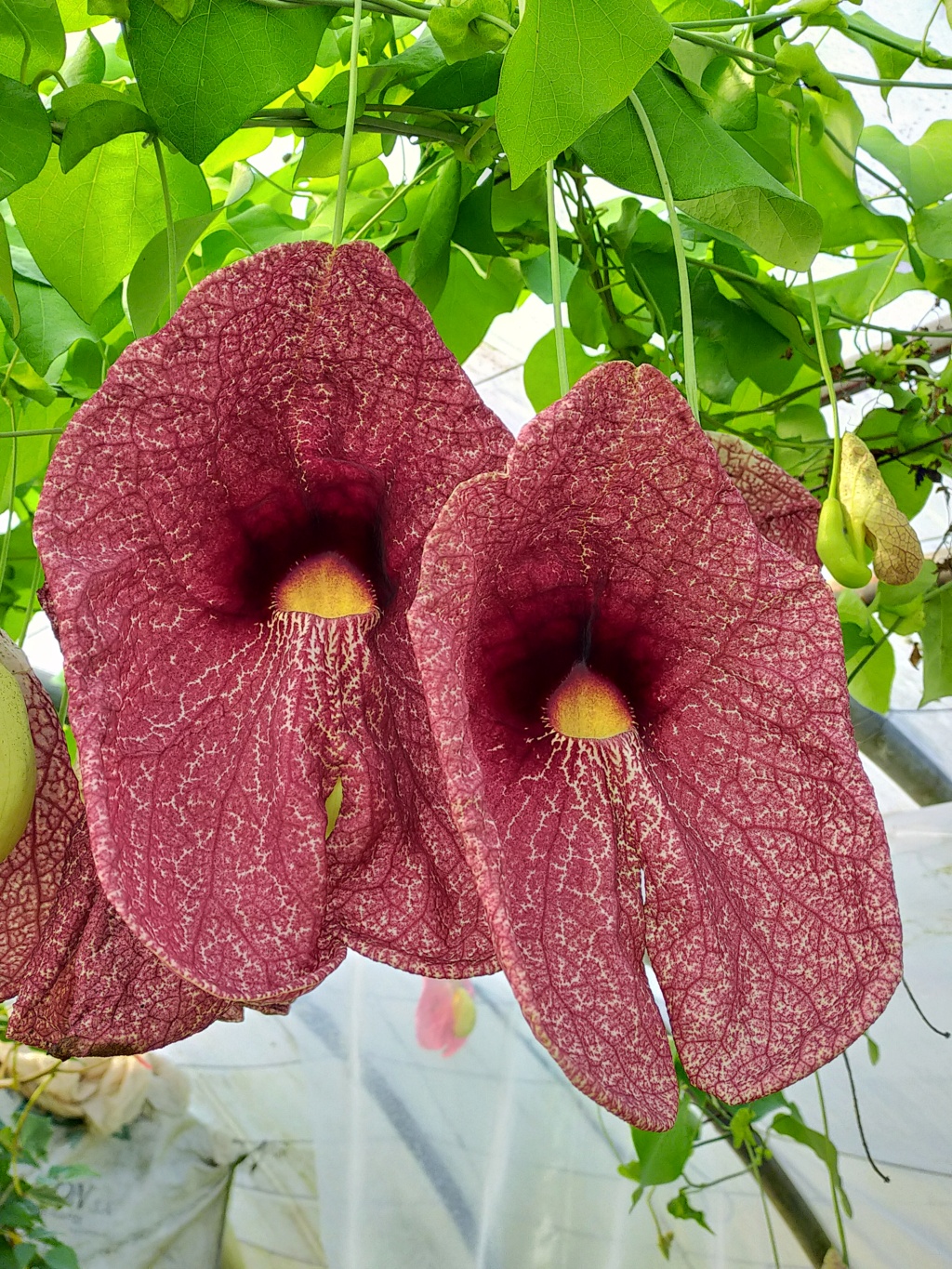 Aristolochia gigantea - Page 4 Img26638