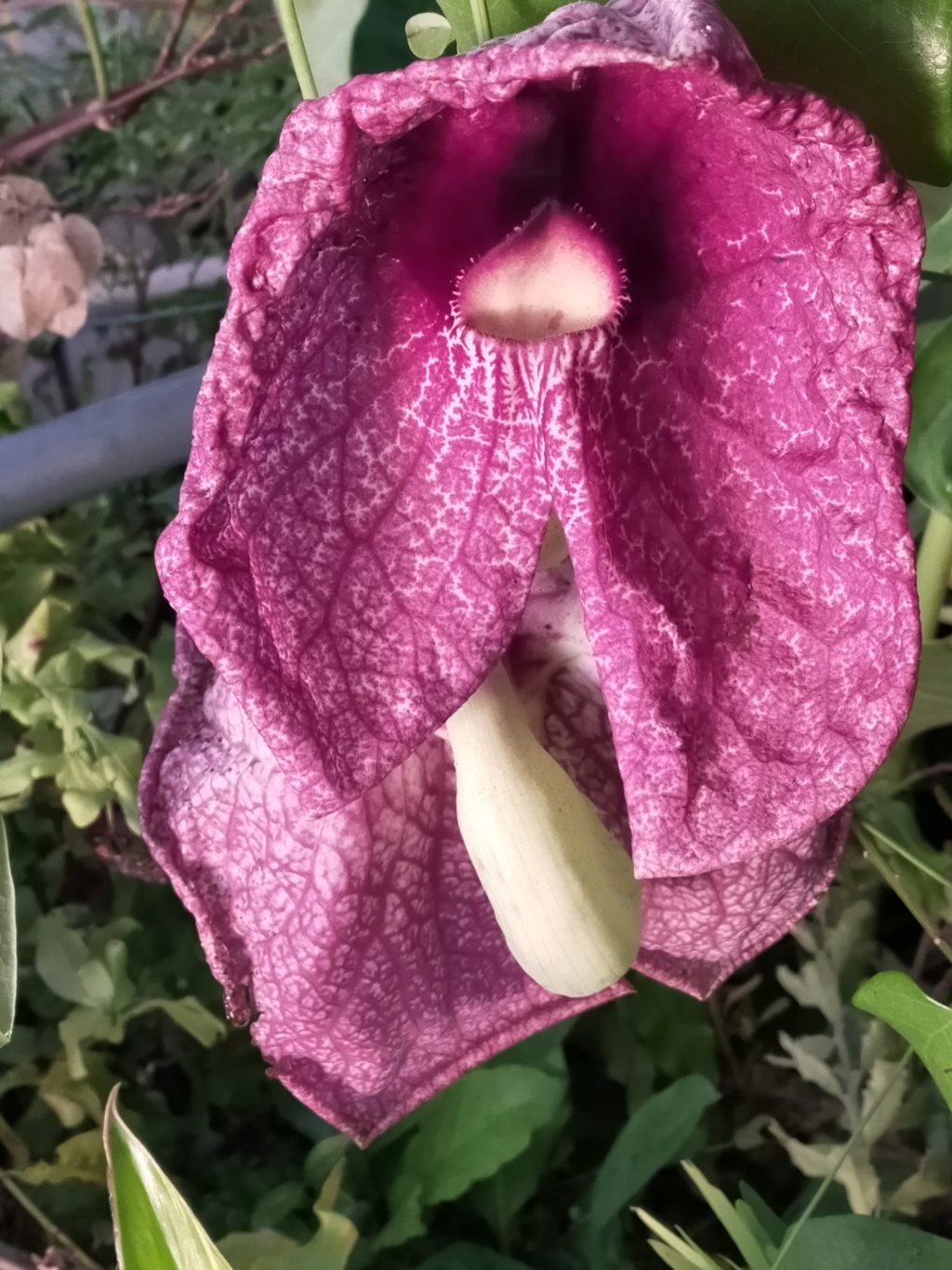 Aristolochia gigantea - Page 4 Img26639