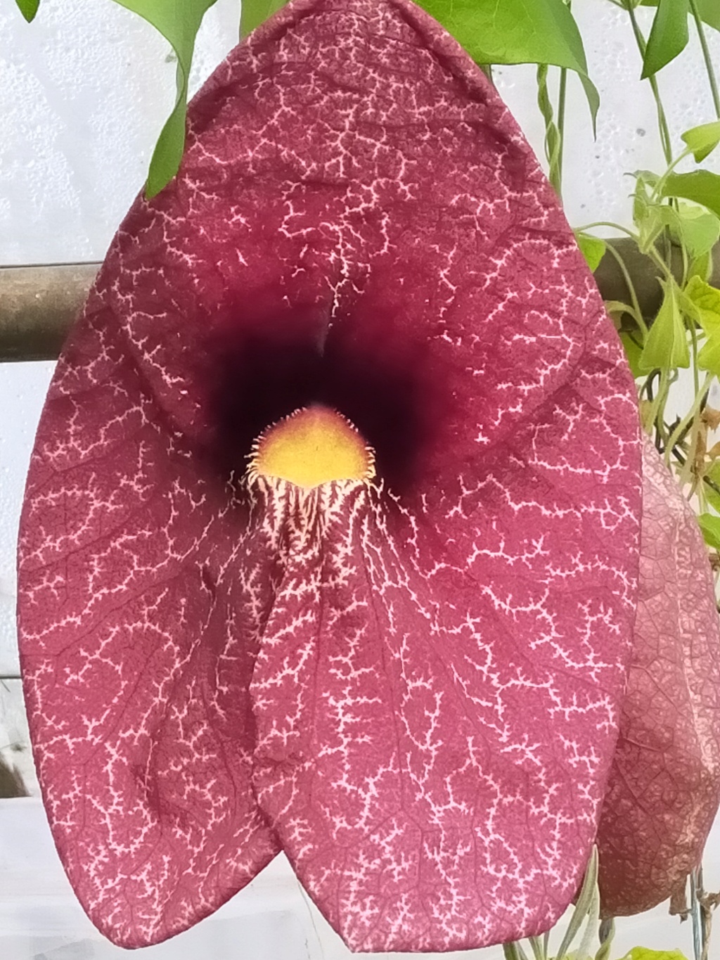 Aristolochia gigantea - Page 4 Img26641