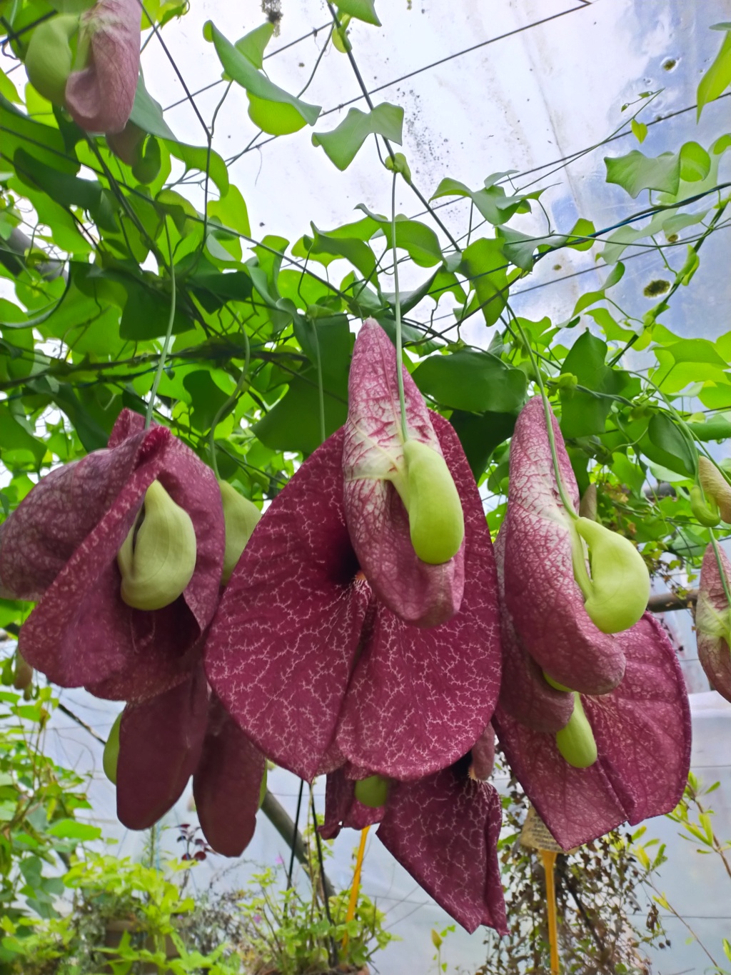 Aristolochia gigantea - Page 4 Img26642