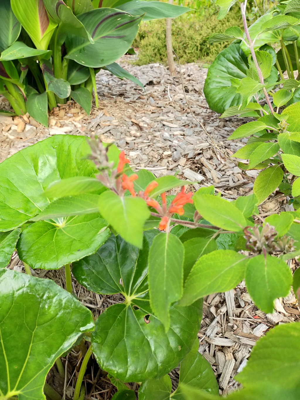 (85) - Le potager extraordinaire à La Roche sur Yon Img26679