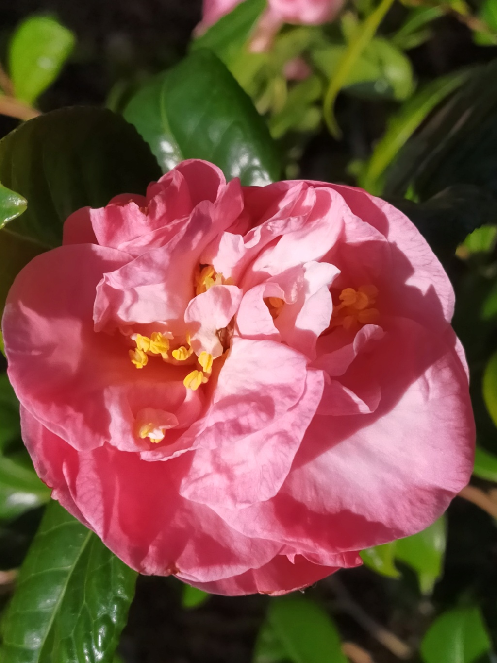 Camellia  Japonica " Mme Marie-Jo " - Page 2 Img27049