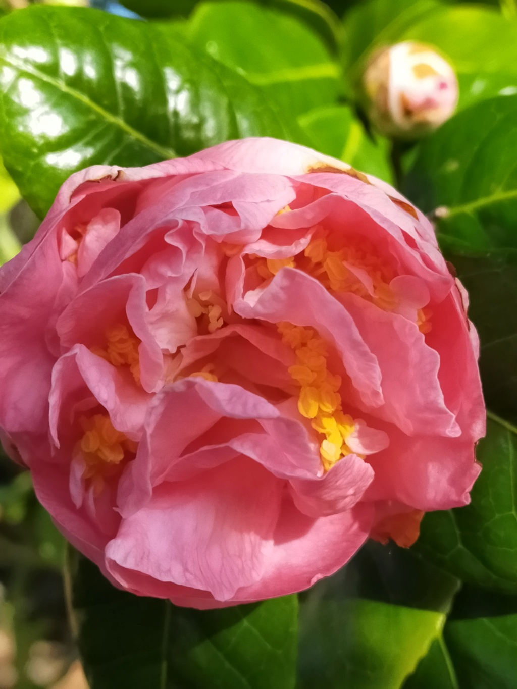 Camellia  Japonica " Mme Marie-Jo " - Page 2 Img27050