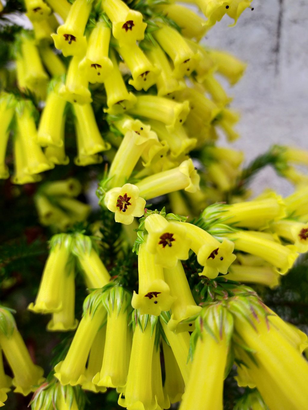 Michou, demande le nom botanique de deux plantes aimant la terre de bruyère Img27348